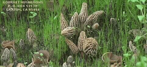 Morel Habitat Garden Morel Mushrooms